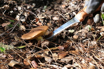 Butterflies in Israel grow on sandy-stony soil in pine forests.
