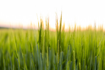 Barley field against the blue sky. Ripening ears of barley field and sunlight. Crops field. Field landscape.