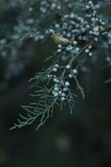coniferous tree branch