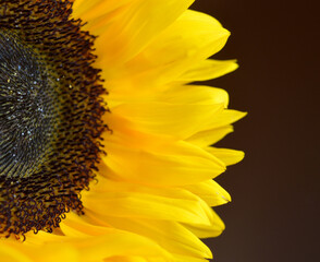 piece of a beautiful yellow sunflower on a brown background