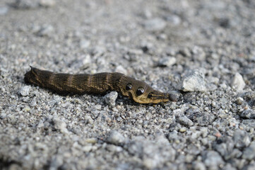 a brown caterpillar creeps on a gravel road