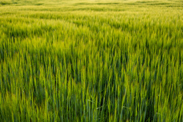 Green barley field in spring. Barley field against the blue sky.
