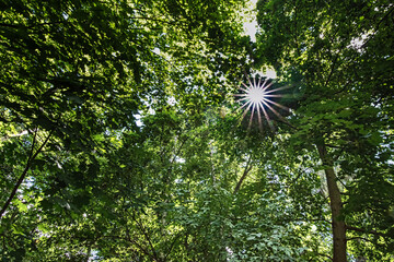 Sonnenstrahlen im geschützten Biotop