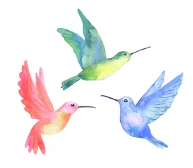 Fototapete Kolibri Tropischer grüner Kolibri des Aquarells lokalisiert auf einem weißen Hintergrund. Skizzen gesetzt.