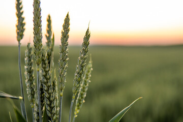 Beautiful green wheat ear growing in agricultural field, rural landscape. Green unripe cereals. The concept of agriculture, healthy eating, organic food.
