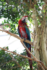 Ara parrot. Large parrot with red coloring and blue wings. Macaw parrot,