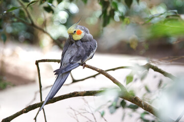 Corella parrot, pet. Beautiful bird with a crest