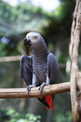 Jaco parrot close-up. Wildlife. Macro. Blurred background