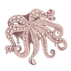 Top view of big raw octopus. Seafood