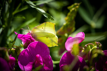 motylek na kwiatku © Monika