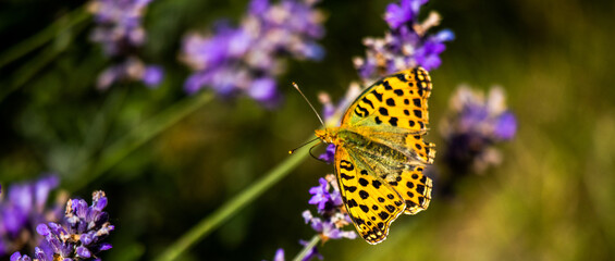 motyl na lawendzie © Monika