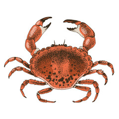 Top view of a boiled crab on a white background
