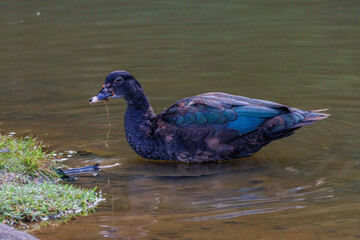 A wild duck eating grass on the riverbanks