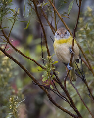 A small songbird perched on a tree branch on a windy day
