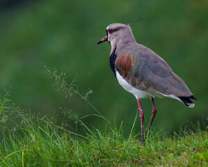 A lapwing waiting for the sun standing in a meadow