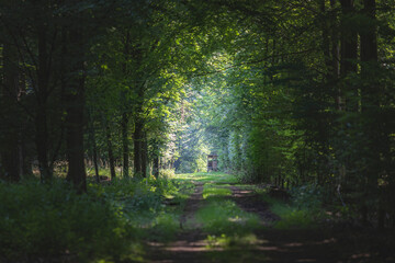 Fototapeta premium Small road in the deep forest leading to a small hunting tower with a great view from the top