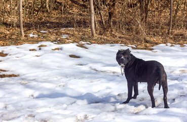 A black beautiful dog of a fighting breed on a walk against the backdrop of snow and a forest looks into the frame, a kennel of abandoned animals
