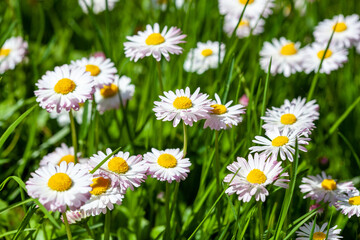 surface of green grass with daisies seen from above