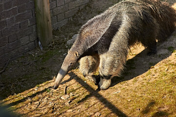Anteater in a Blackpool  zoo enclosure on a sunny day 