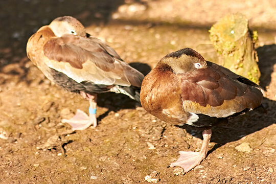 Two Ducks side by side nuzzling their beaks into their wings while stood in the sun