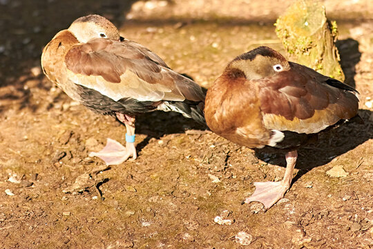 Two Ducks side by side nuzzling their beaks into their wings while stood in the sun