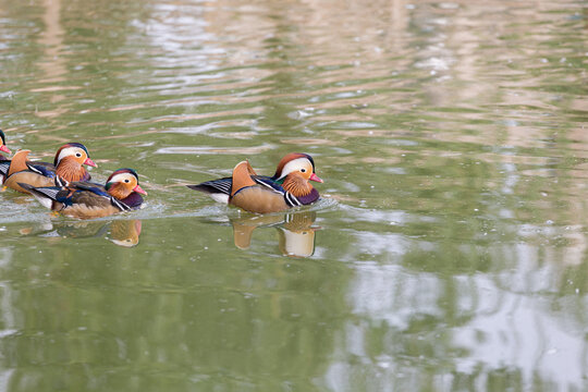 Mandarin ducks at the zoo