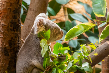 Koala © Martin