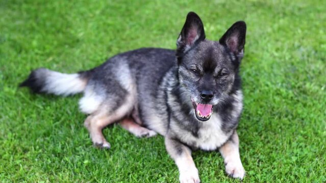 Mixed breed dog with an underbite is lying in the grass, looking at camera and up and breathing heavily because of heatwave. Adorable mongrel