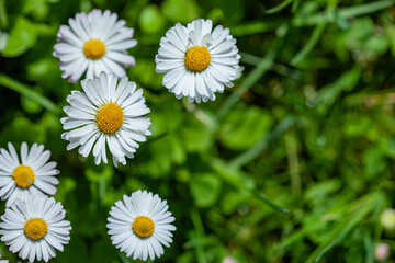 Obraz premium surface of green grass with daisies seen from above