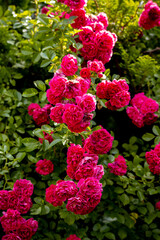 Fototapeta róże w ogrodzie obraz