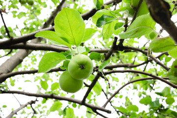 Unripe green apples on the tree in a garden. Ripening apples in the orchard. Green apples against a sky.