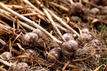 Purple garlic harvest. The process of drying garlic after harvest. Rich harvest concept.