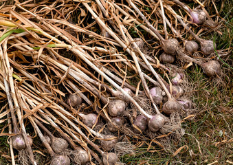 Many purple garlics on the ground. The process of drying garlic after harvest. Bio food. Garden produce.