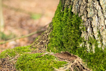 zielony mech na pniu drzewa