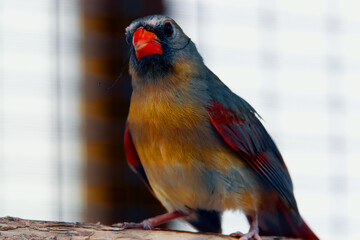 red and blue bird