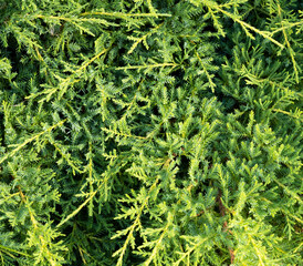 decorative pine-needle juniper background branch by CU