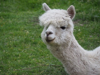 Obraz premium Weißes Alpaka mit Gras im Gesicht