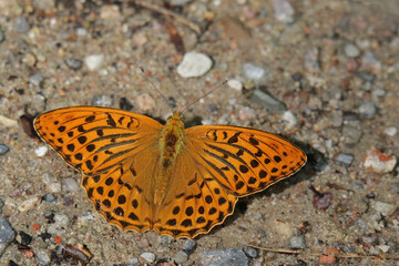 Kaisermantel - Argynnis paphia - Draufsicht