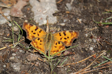 C-Falter auf dem Waldboden