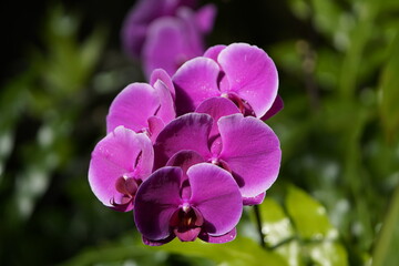 Naklejka na ściany i meble Phalaenopsis Lehnhardt, orchid, Orchidaceae family.