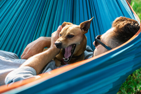 Cute little dog is yawing. Resting of dog with his owner in hammock on sunny summer day.