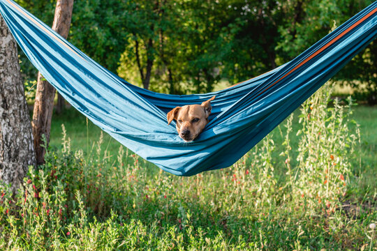 Dog is resting in hammock on the nature. Relaxing time for dog on summer vacation. 