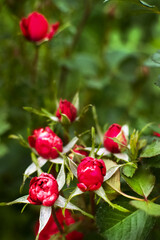 Garden red roses in a flower garden on farm or near house in city outside. Beautiful buds and large inflorescences of roses on background of green flower garden. Care and cultivation of plants