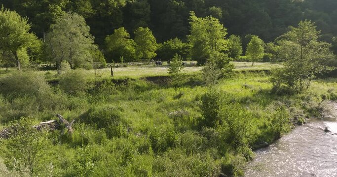 Gujaretistskali River With Cows Grazing In The Field With Green Grass In Daba, Georgia. - aerial