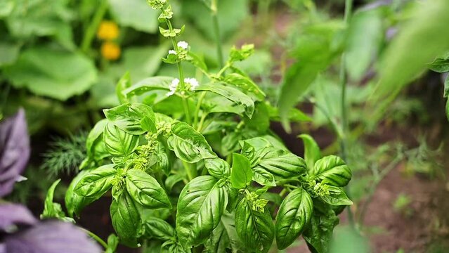 Basil on garden bed. A young green basil bush grows outside in the garden. spicy herbs. Crop and vegetable growing. Healthy vegetables, spices FullHD