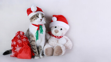 Christmas Cat card. Little Cat in a red hat of Santa Claus sitting near a teddy bear in a Santa hat. Kitten on the white background. Happy New Year. Concept of adorable little pets. Christmas presents
