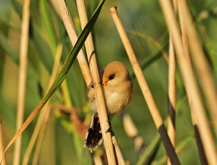 Bartmeise (Panurus biarmicus) Jungtier
