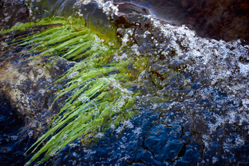 Close-up on green algae iin the flowing waters of a creek - blurred abstract backdrop large copy space