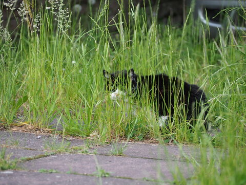 Kater im Gras auf der Pirsch