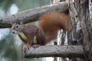 Naklejka na ściany i meble Red squirrel or Eurasian red squirrel (Sciurus vulgaris) Sciuridae family.